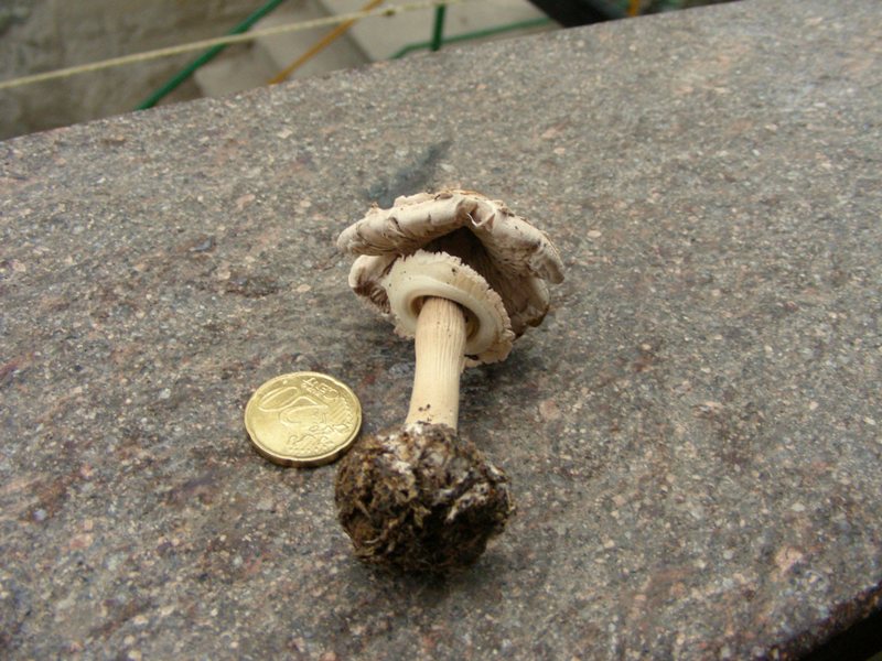Che sia un''Amanita? (Cfr. Macrolepiota sp.)